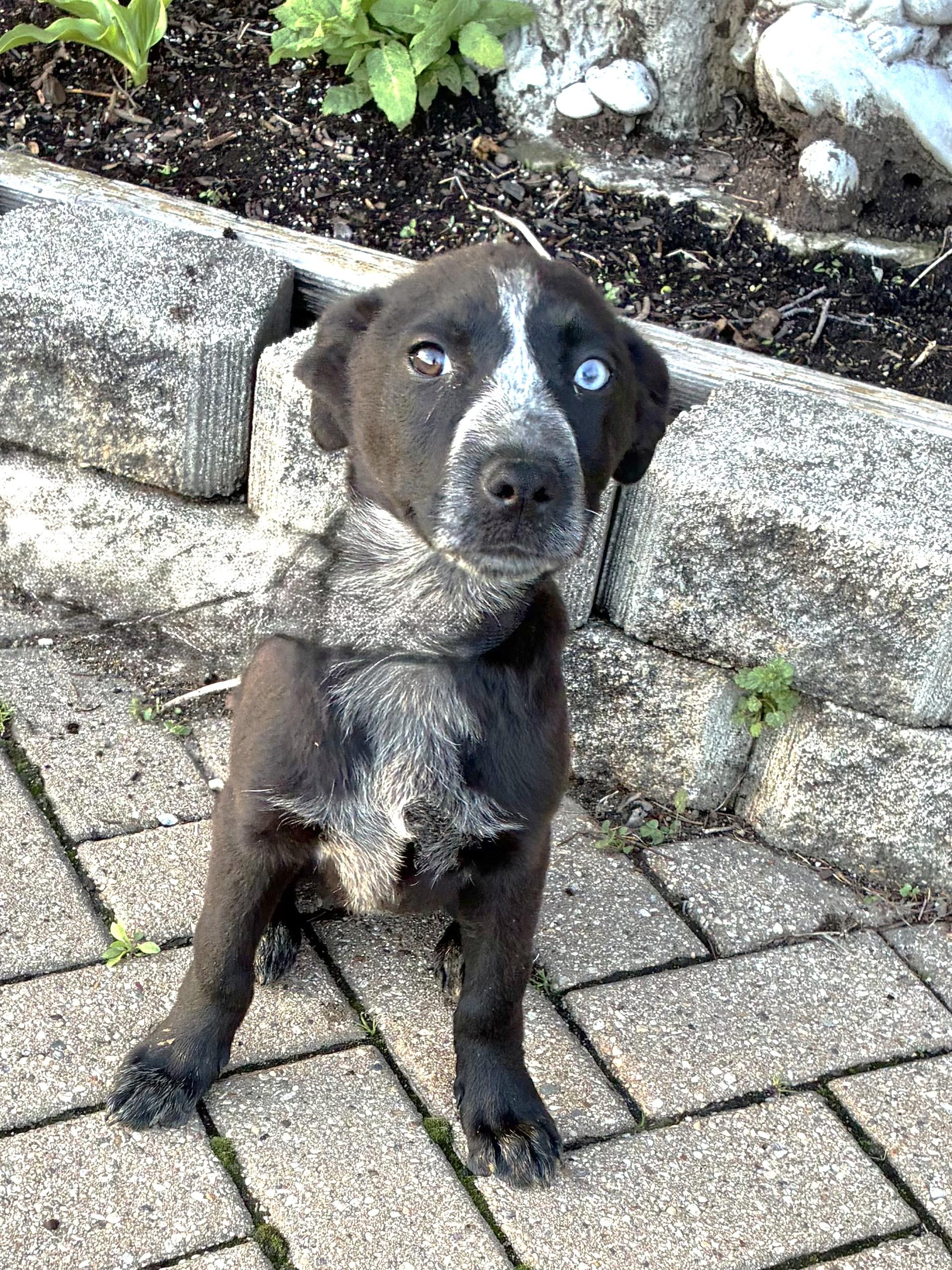 Enlarge Witty, a Adoptable mixed breed in West Chicago, IL image 3/3