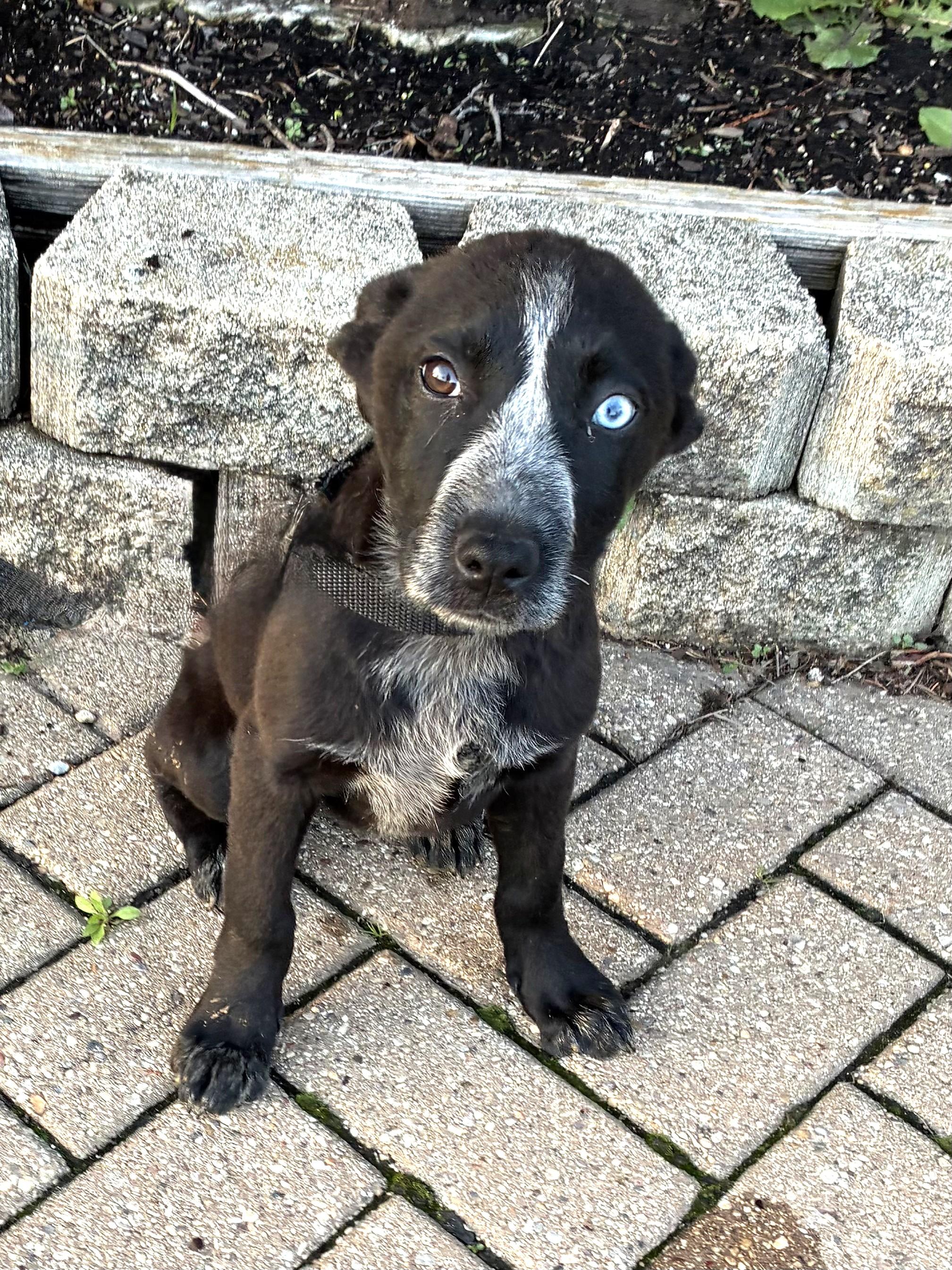 Enlarge Witty, a Adoptable mixed breed in West Chicago, IL image 2/3