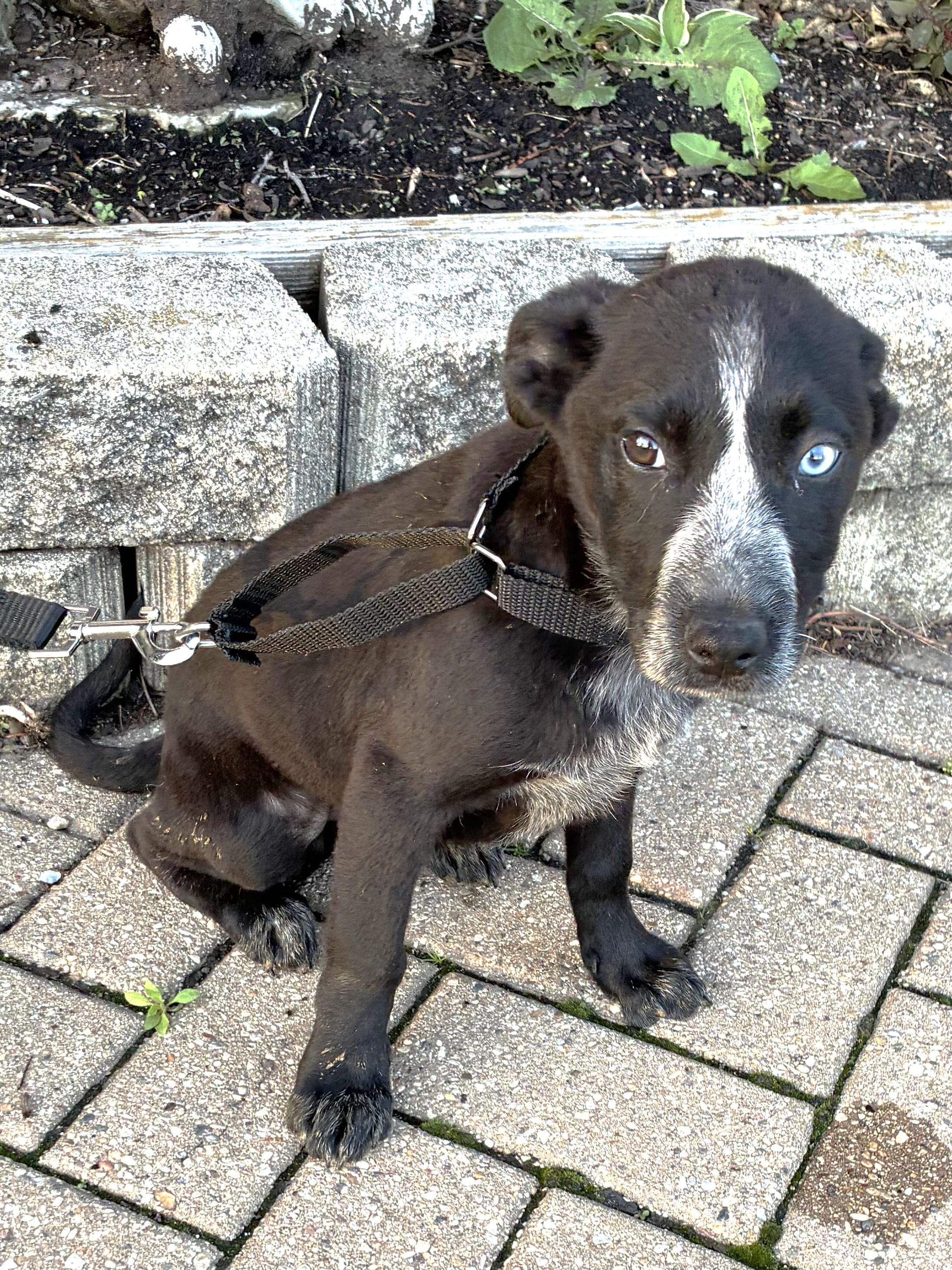 Enlarge Witty, a Adoptable mixed breed in West Chicago, IL image 1/3