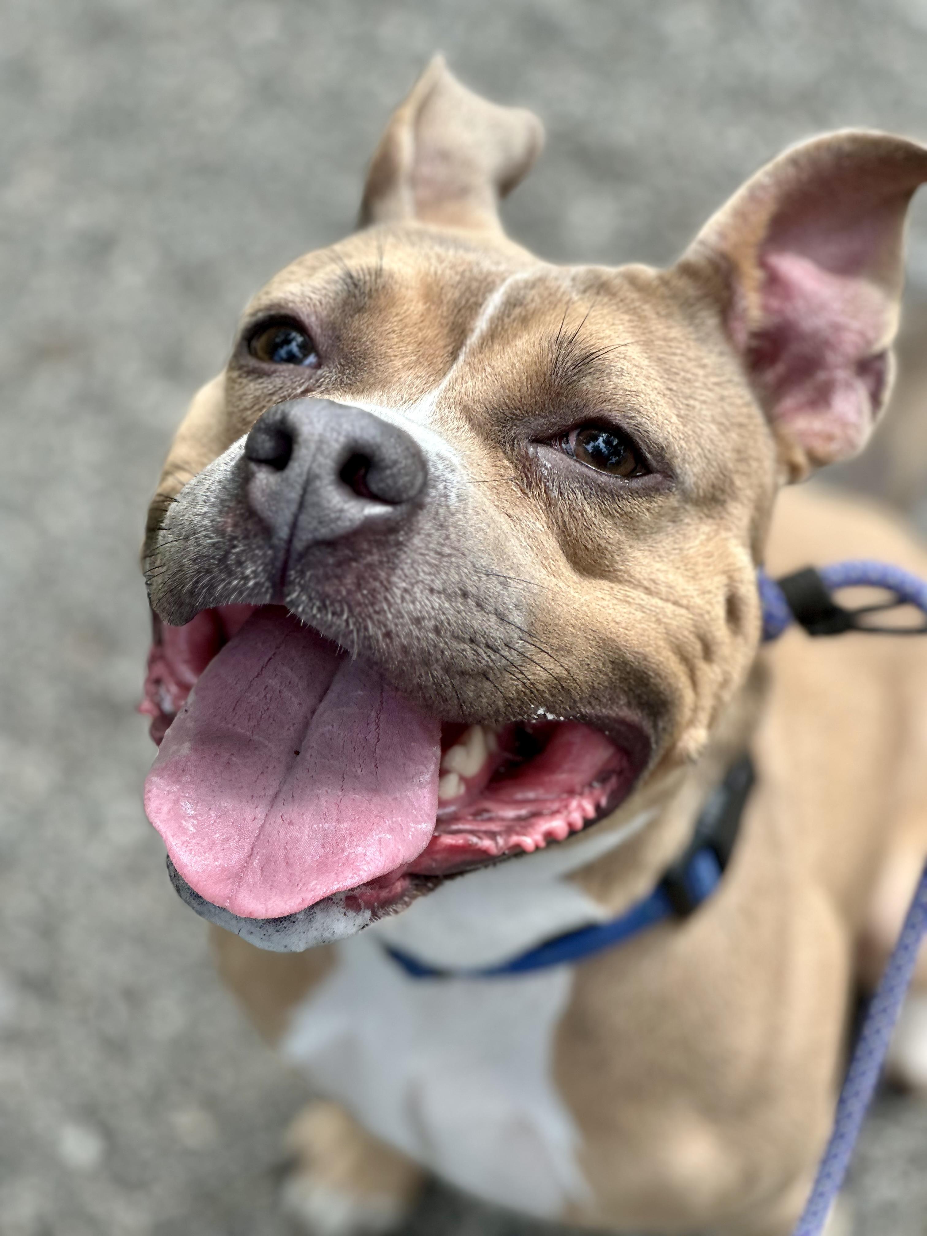 Tawny, ADOPTABLE, Adult Female American Staffordshire Terrier.