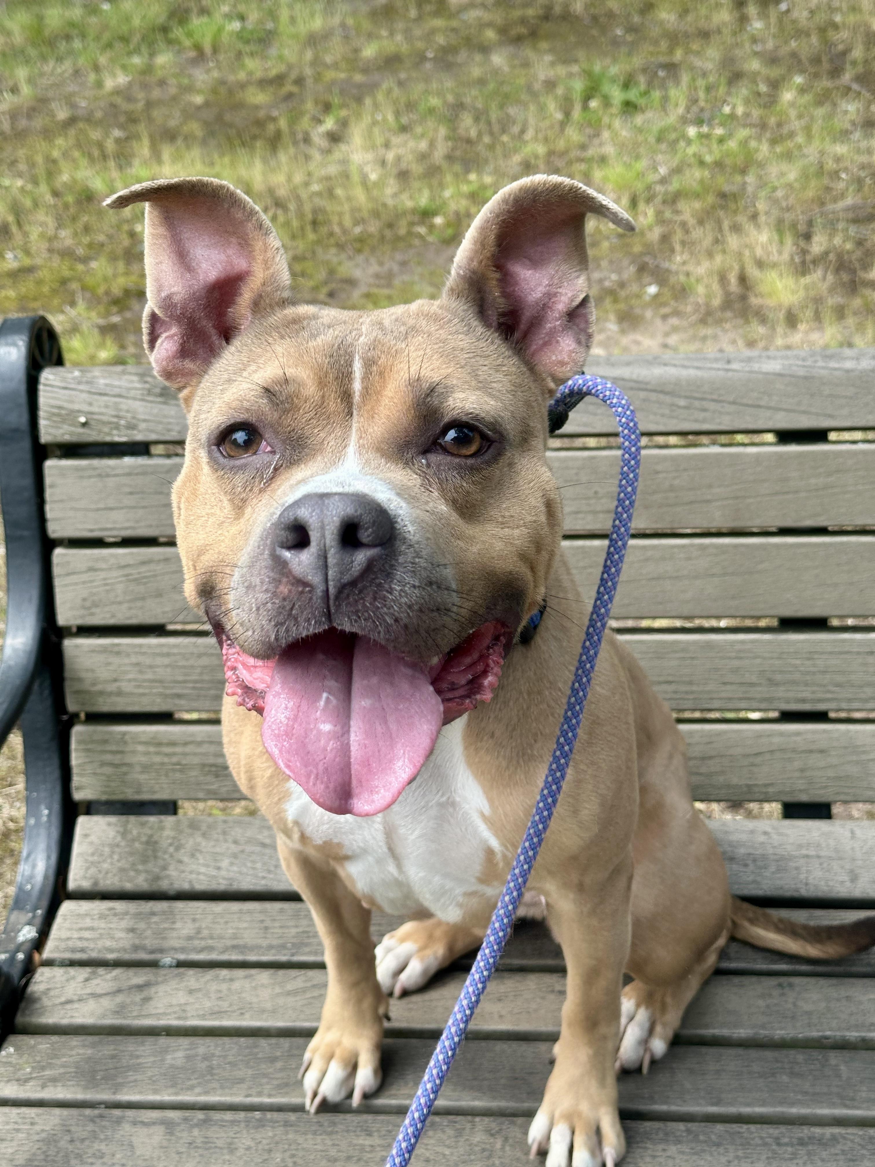 Enlarge Tawny, a ADOPTABLE American Staffordshire Terrier in East Orange, NJ image 3/4