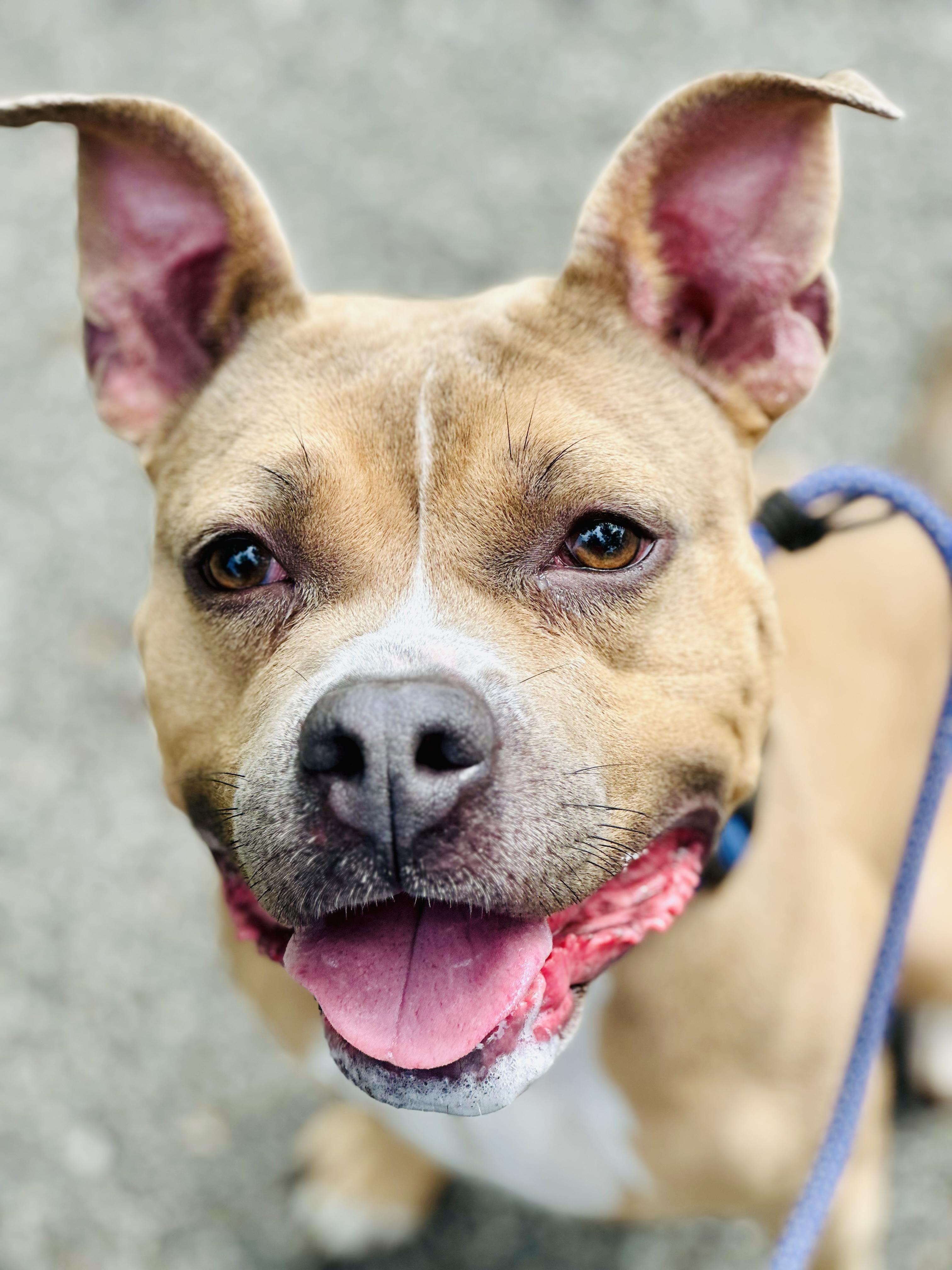 Enlarge Tawny, a ADOPTABLE American Staffordshire Terrier in East Orange, NJ image 4/4