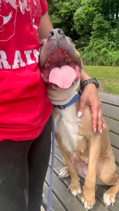 Enlarge Tawny, a ADOPTABLE American Staffordshire Terrier in East Orange, NJ video 2/4