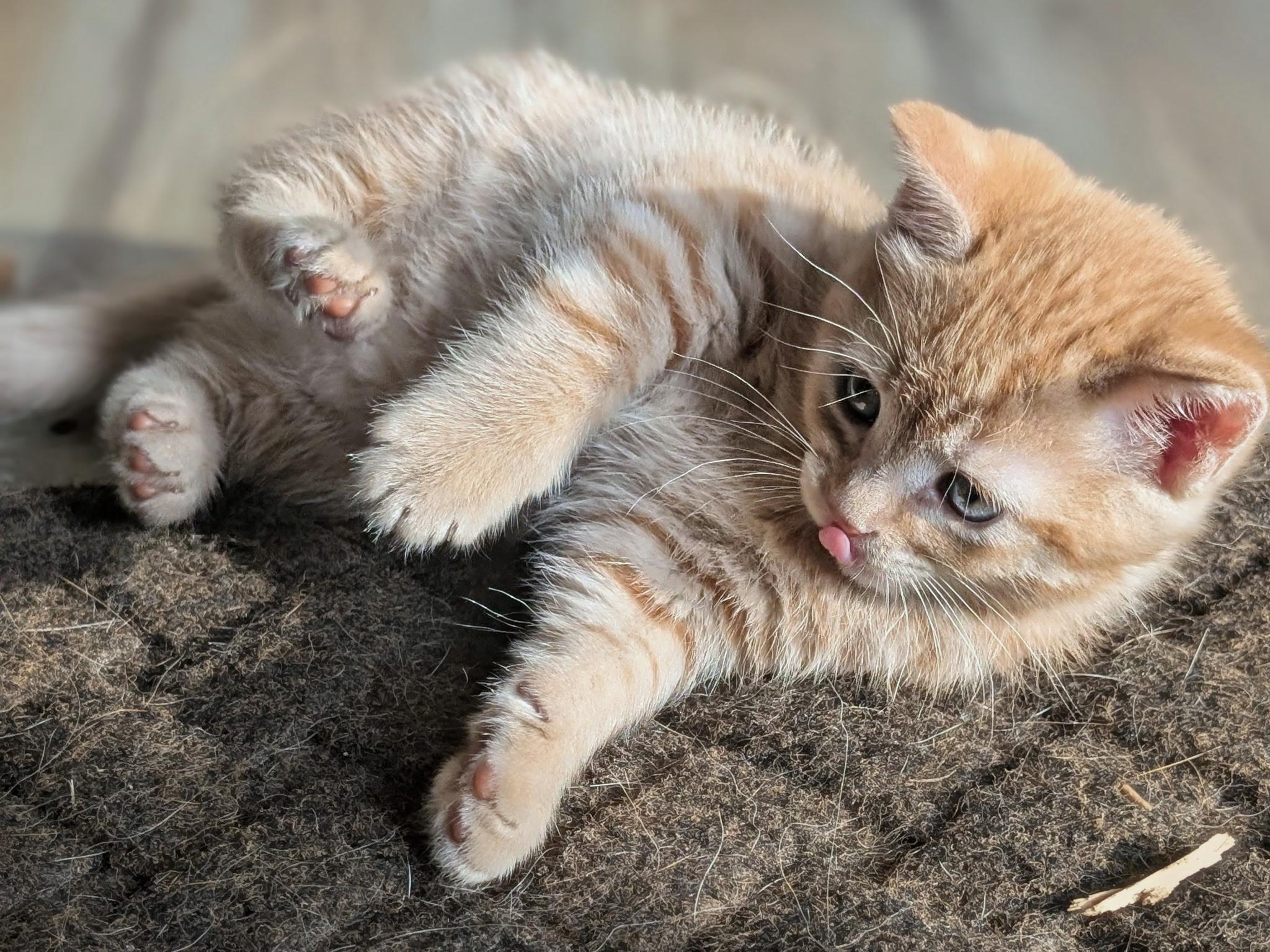 Opal, adopted, Kitten Female Domestic Short Hair.