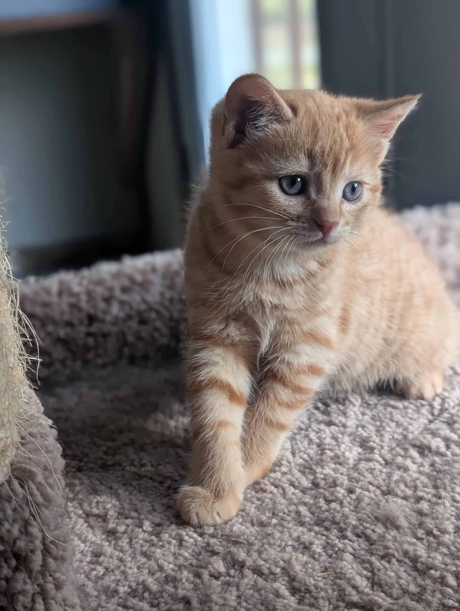 Enlarge Opal, an adopted Domestic Short Hair in Dansville, NY image 2/2