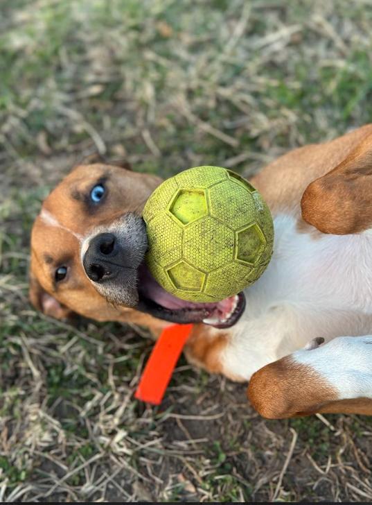 Bruno, a Adoptable mixed breed in Des Moines, IA image 5/5