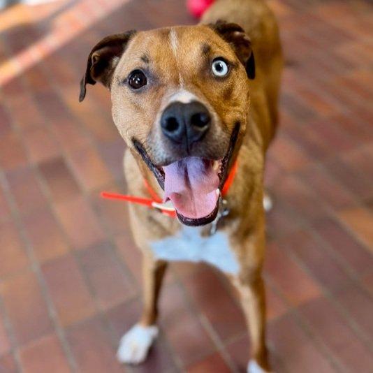Bruno, a Adoptable mixed breed in Des Moines, IA image 4/5