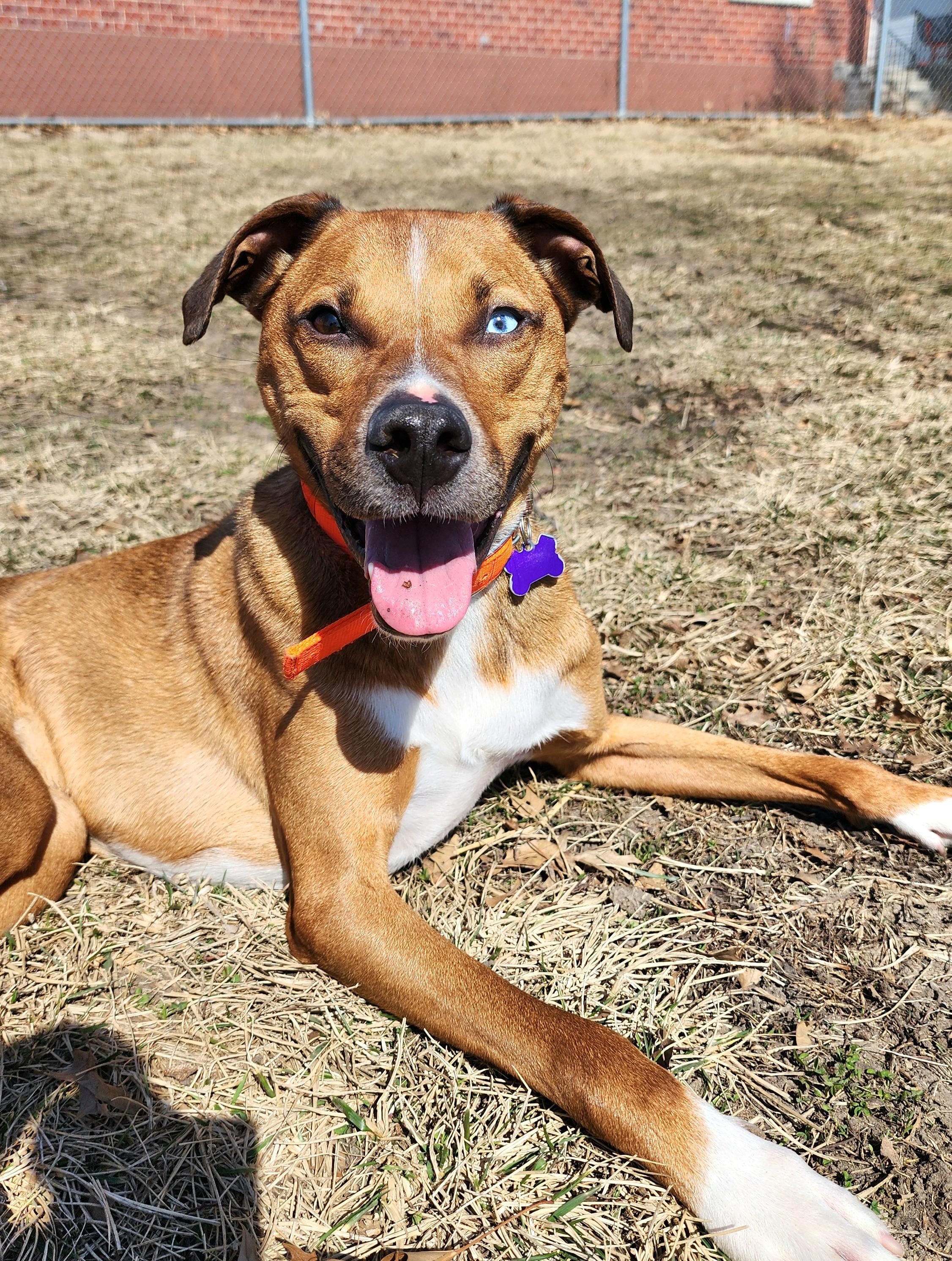 Bruno, a Adoptable mixed breed in Des Moines, IA image 3/5