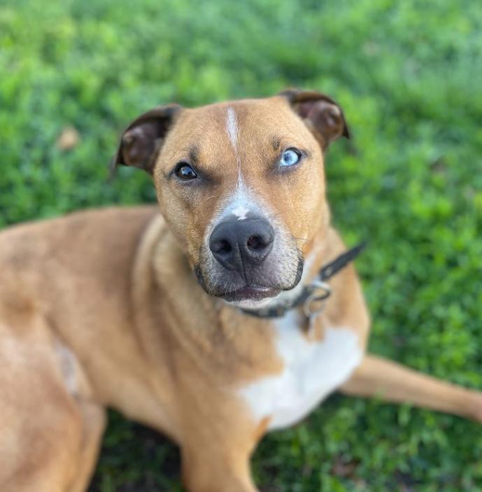 Bruno, Adoptable, Adult Male Mixed Breed.