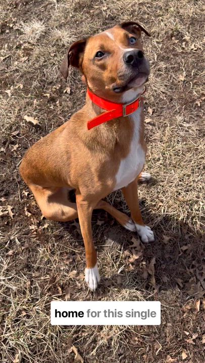 Enlarge Bruno, a Adoptable mixed breed in Des Moines, IA video 2/5