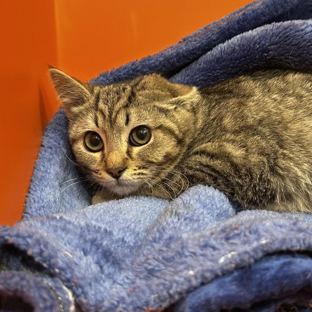 Enlarge Feferi, a Adoptable Domestic Short Hair in Washington Township, OH image 1/2