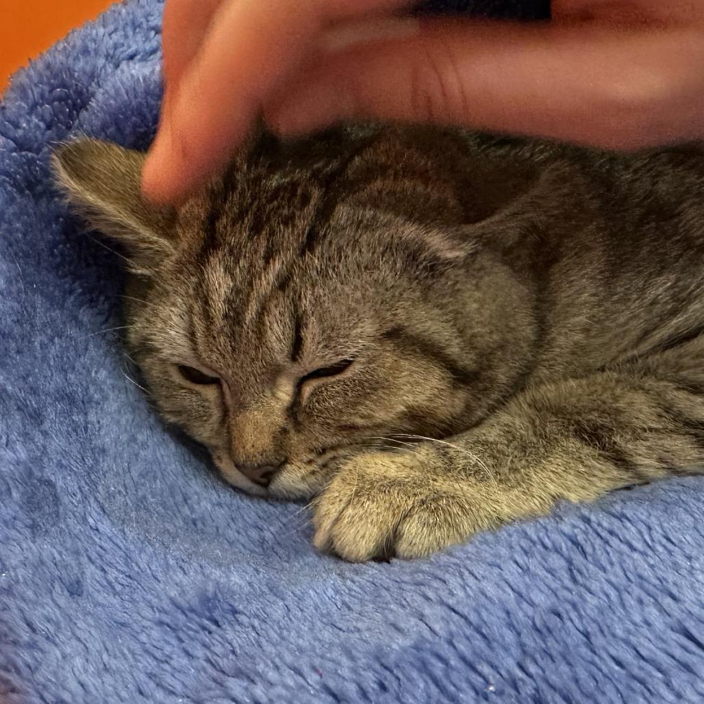 Enlarge Feferi, a Adoptable Domestic Short Hair in Washington Township, OH image 2/2