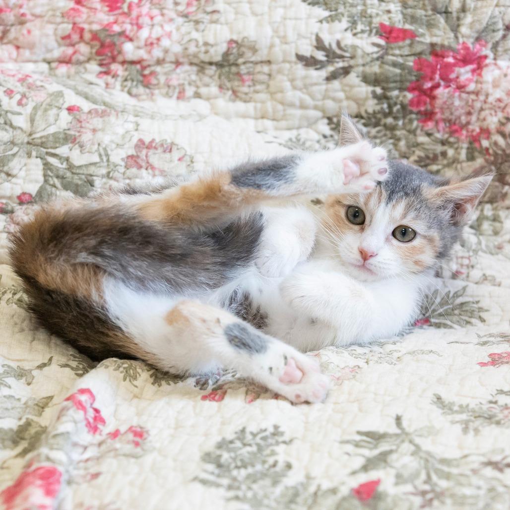 Pixie, Adoptable, Kitten Female Domestic Short Hair.