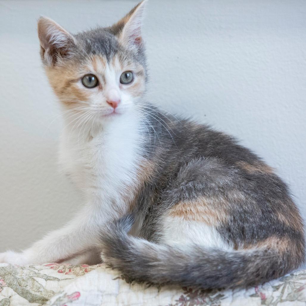 Enlarge Pixie, a Adoptable Domestic Short Hair in Cartersville, GA image 2/4