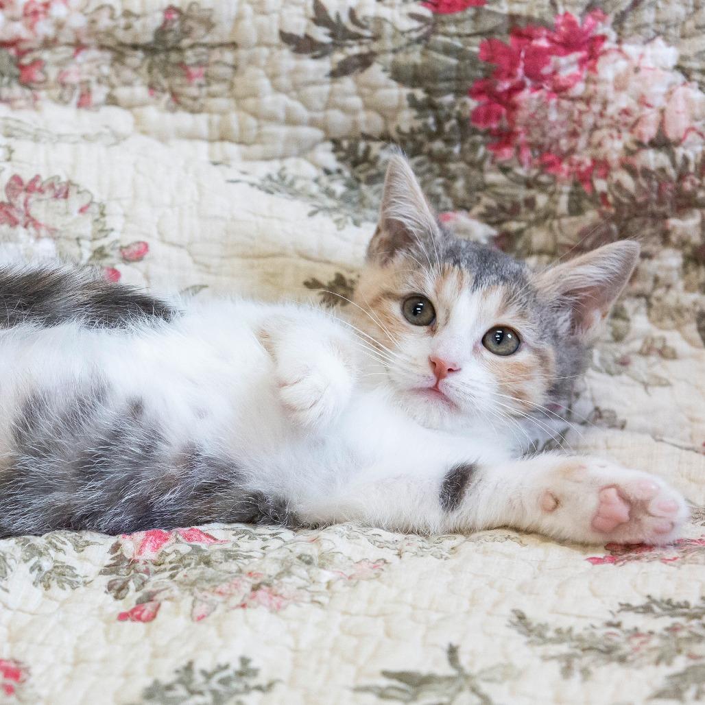 Enlarge Pixie, a Adoptable Domestic Short Hair in Cartersville, GA image 3/4