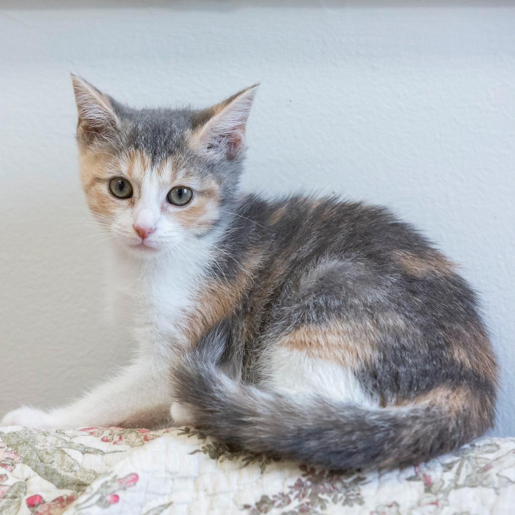 Enlarge Pixie, a Adoptable Domestic Short Hair in Cartersville, GA image 4/4