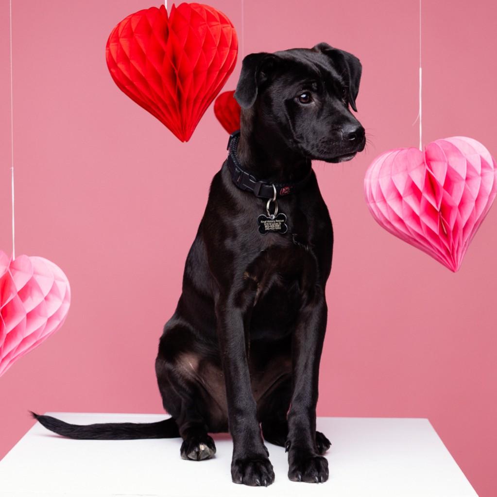 Toga — thumbnail 2