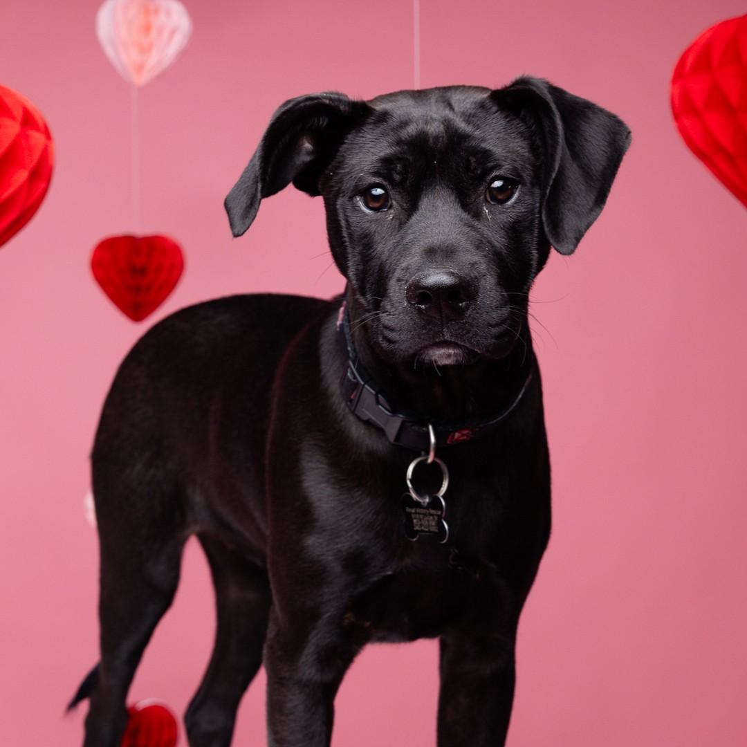 Toga — thumbnail 6