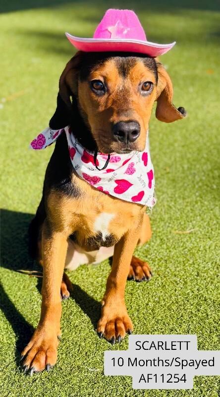 Enlarge Scarlett, a Adoptable mixed breed in Supply, NC image 1/2