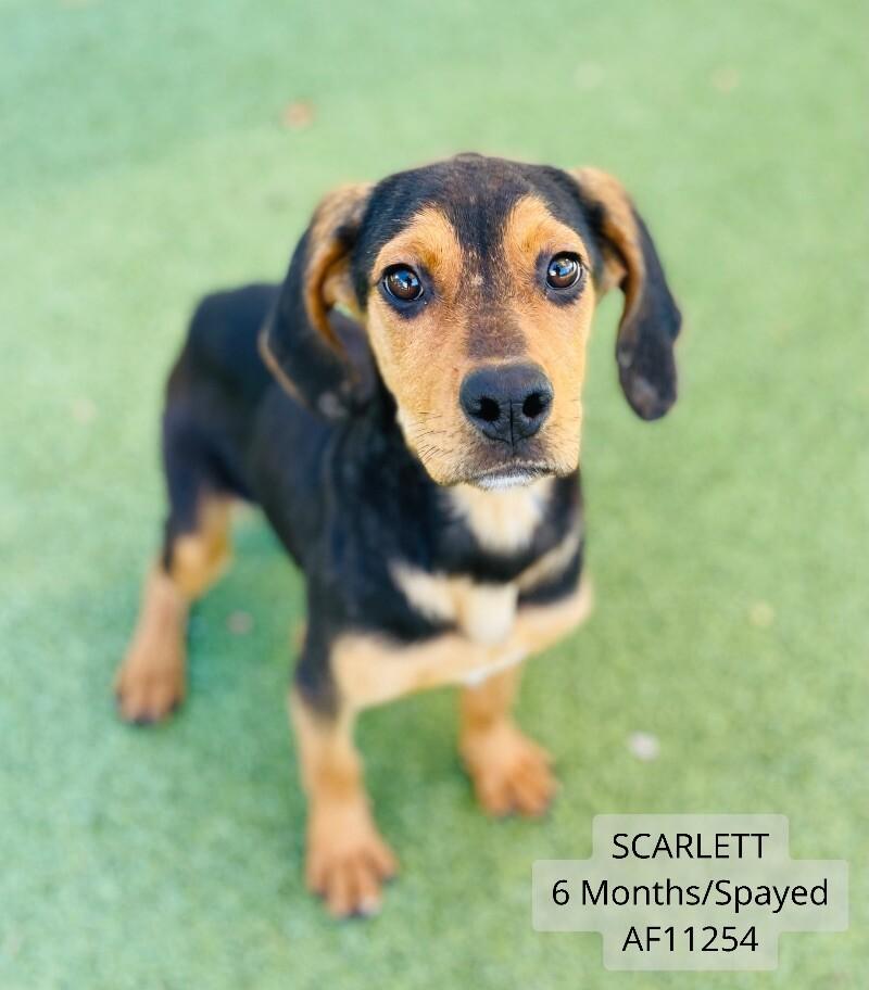 Enlarge Scarlett, a Adoptable mixed breed in Supply, NC image 2/2