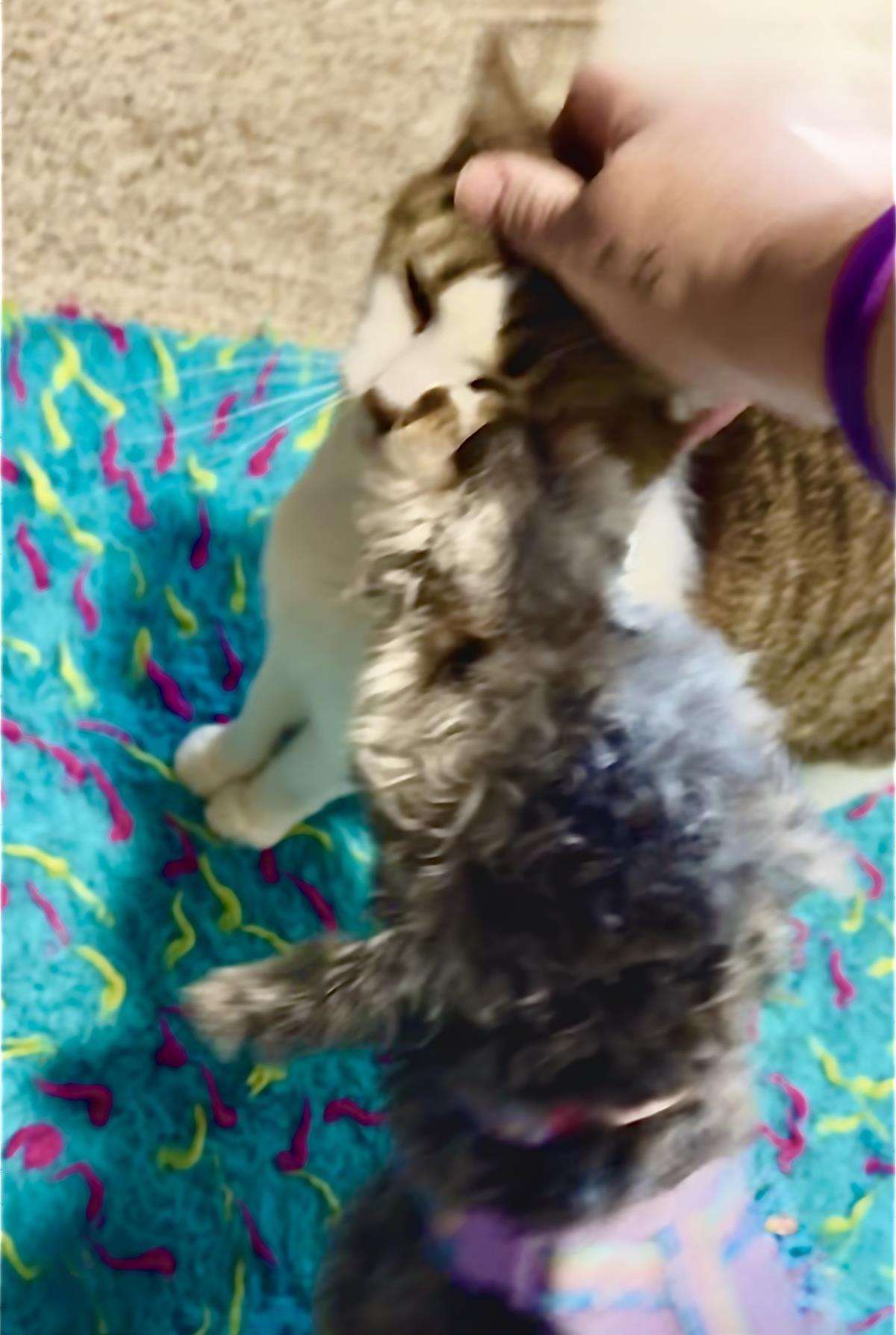 Agnes (Aggie), a Adoptable mixed breed in Wyandotte, MI image 2/2