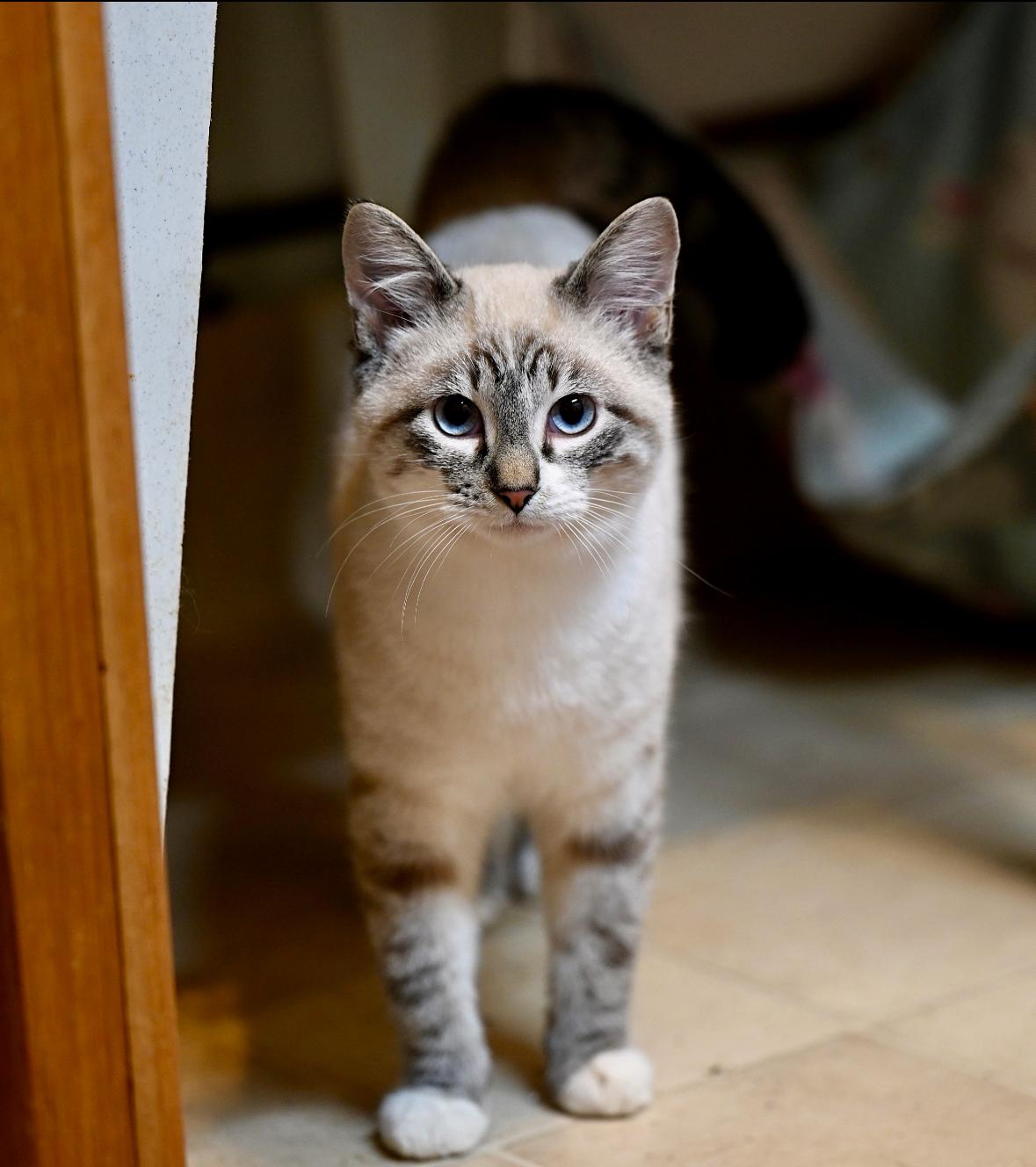 Maverick, adopted, Kitten Male Siamese & Snowshoe.