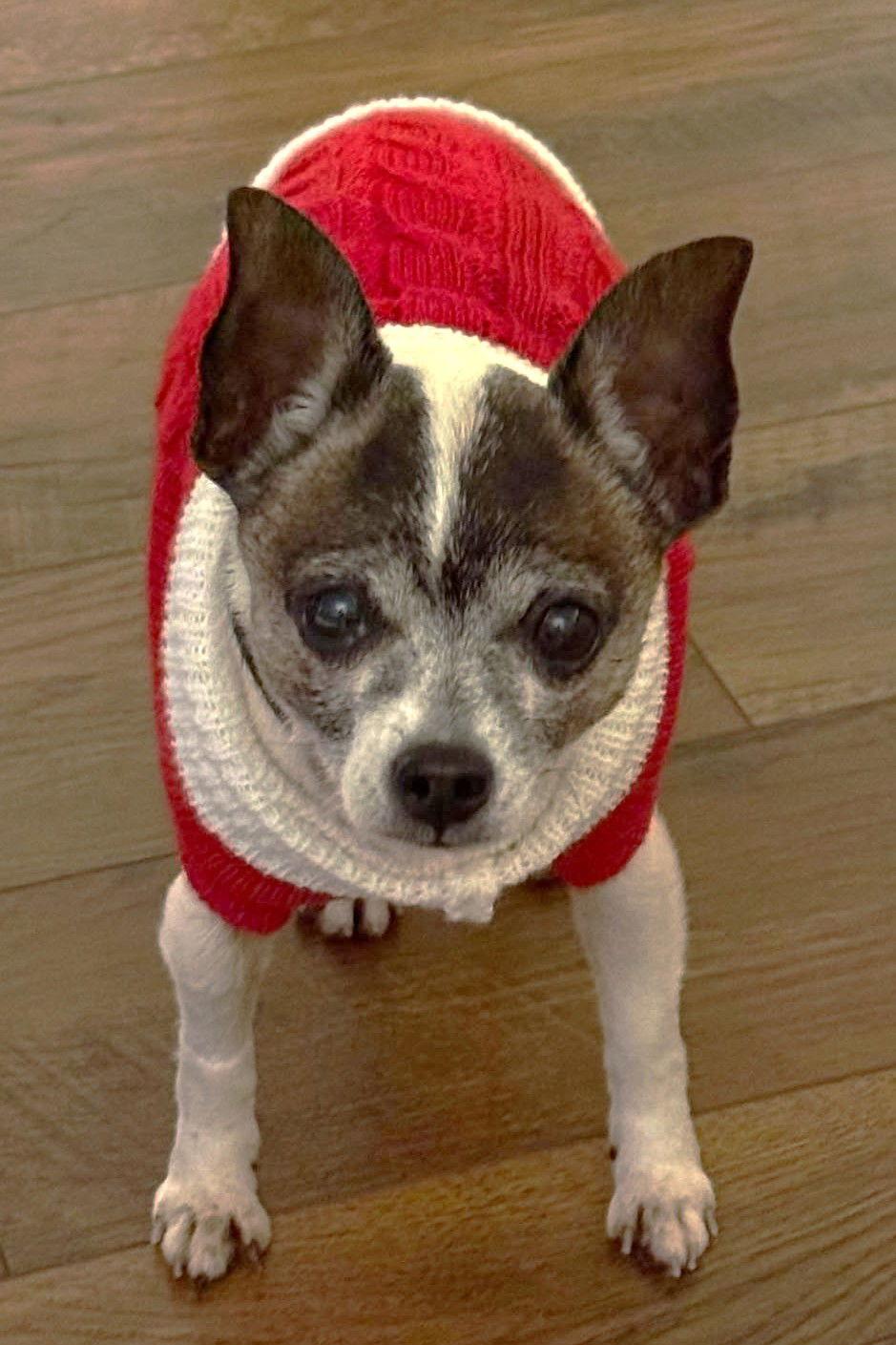 Pancake TX, a Adoptable mixed breed in Boonton, NJ image 1/3