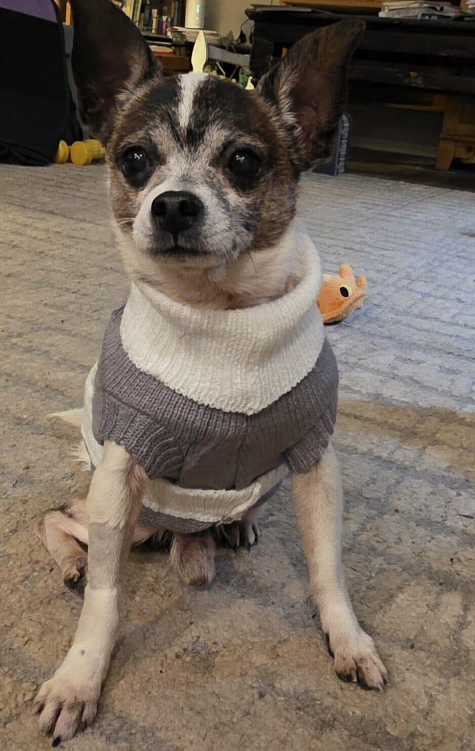 Enlarge Pancake TX, a Adoptable mixed breed in Boonton, NJ image 1/3