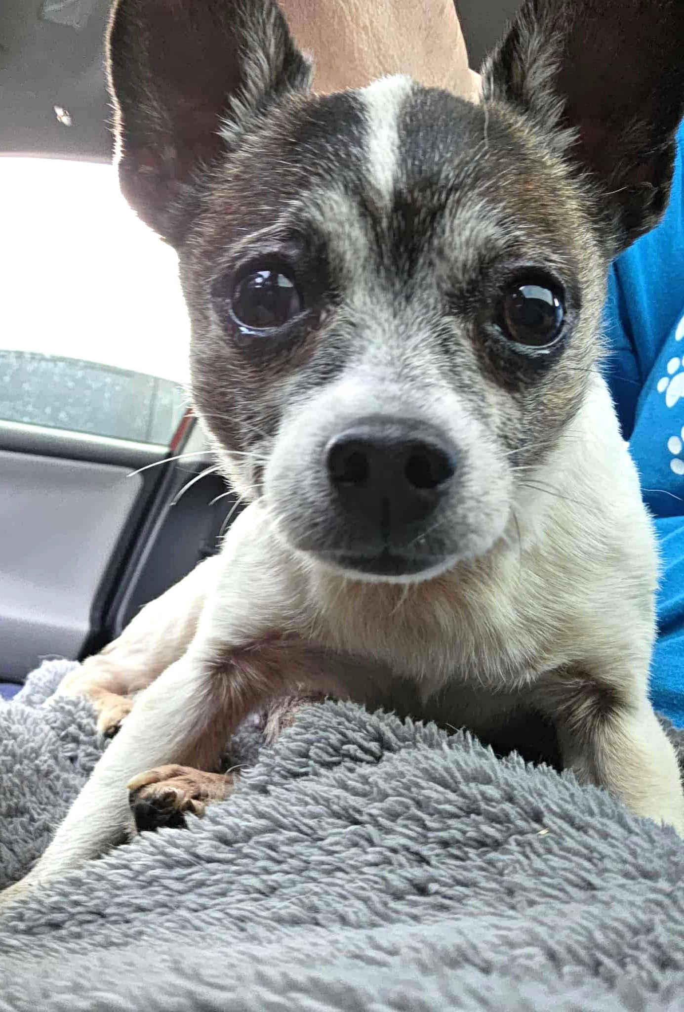 Enlarge Pancake TX, a Adoptable mixed breed in Boonton, NJ image 2/3