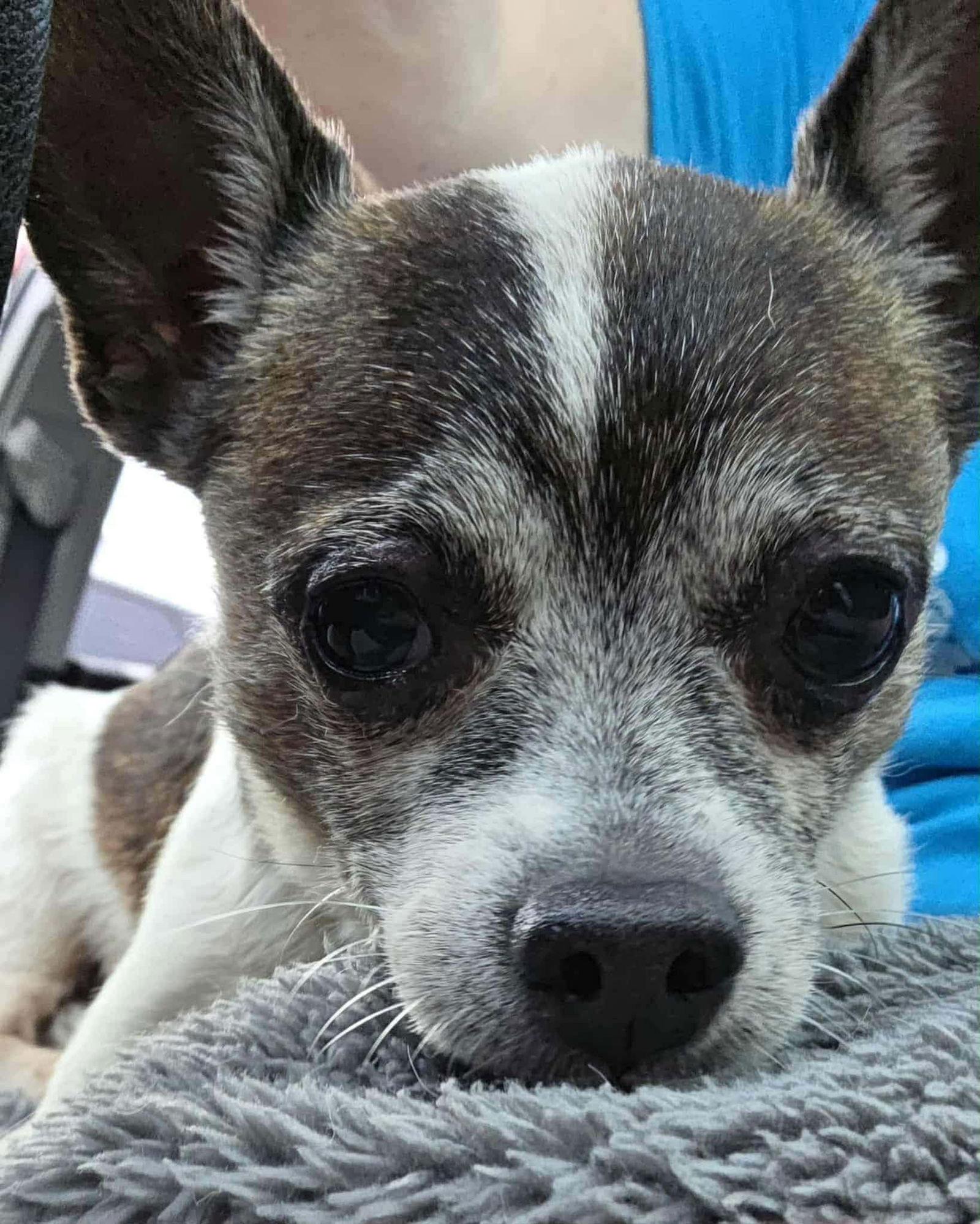 Enlarge Pancake TX, a Adoptable mixed breed in Boonton, NJ image 3/3