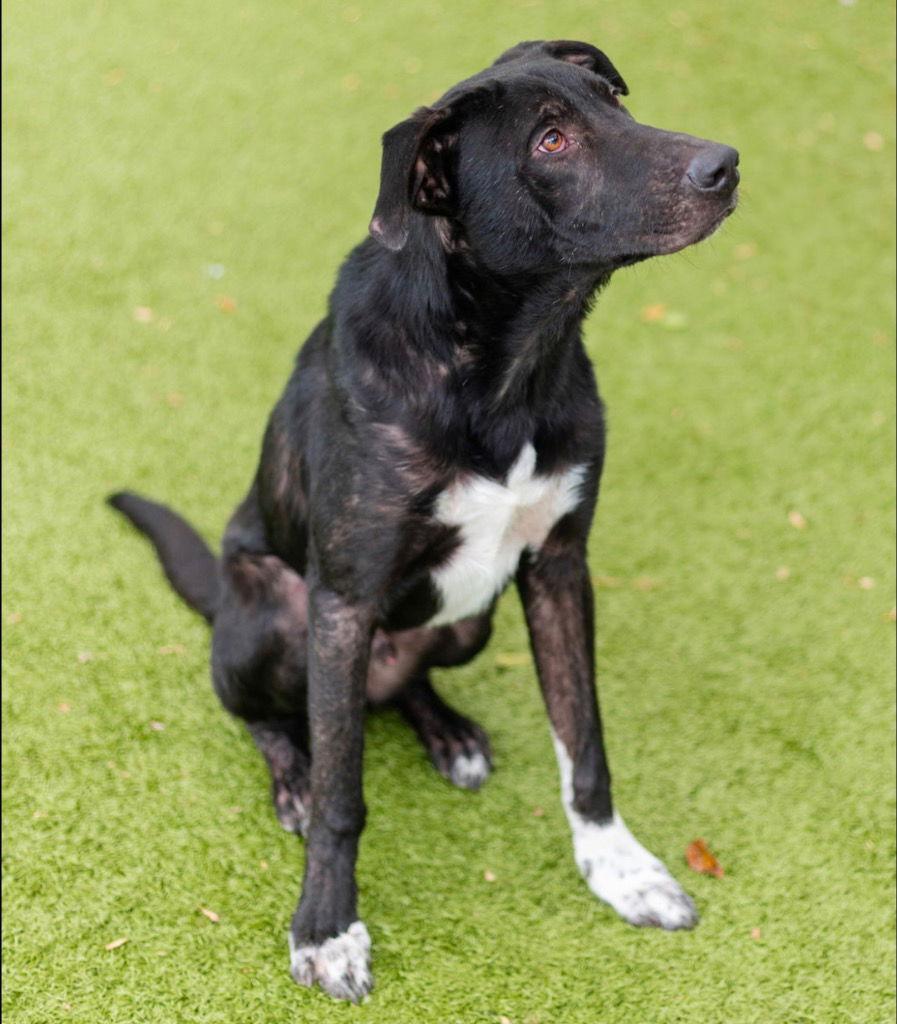 Enlarge Nugget, a Adoptable mixed breed in Bloomfield, CT image 2/3