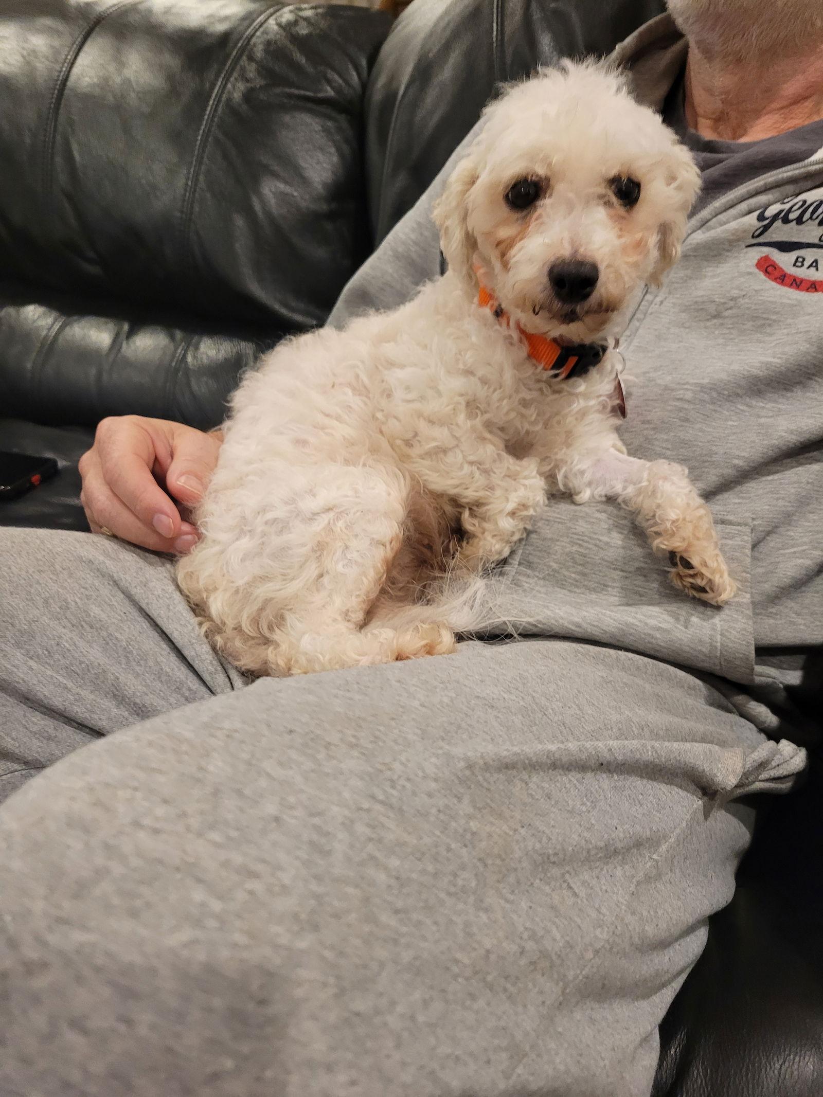 Enlarge Pippy, a Adopted Poodle in Etobicoke, ON image 1/3