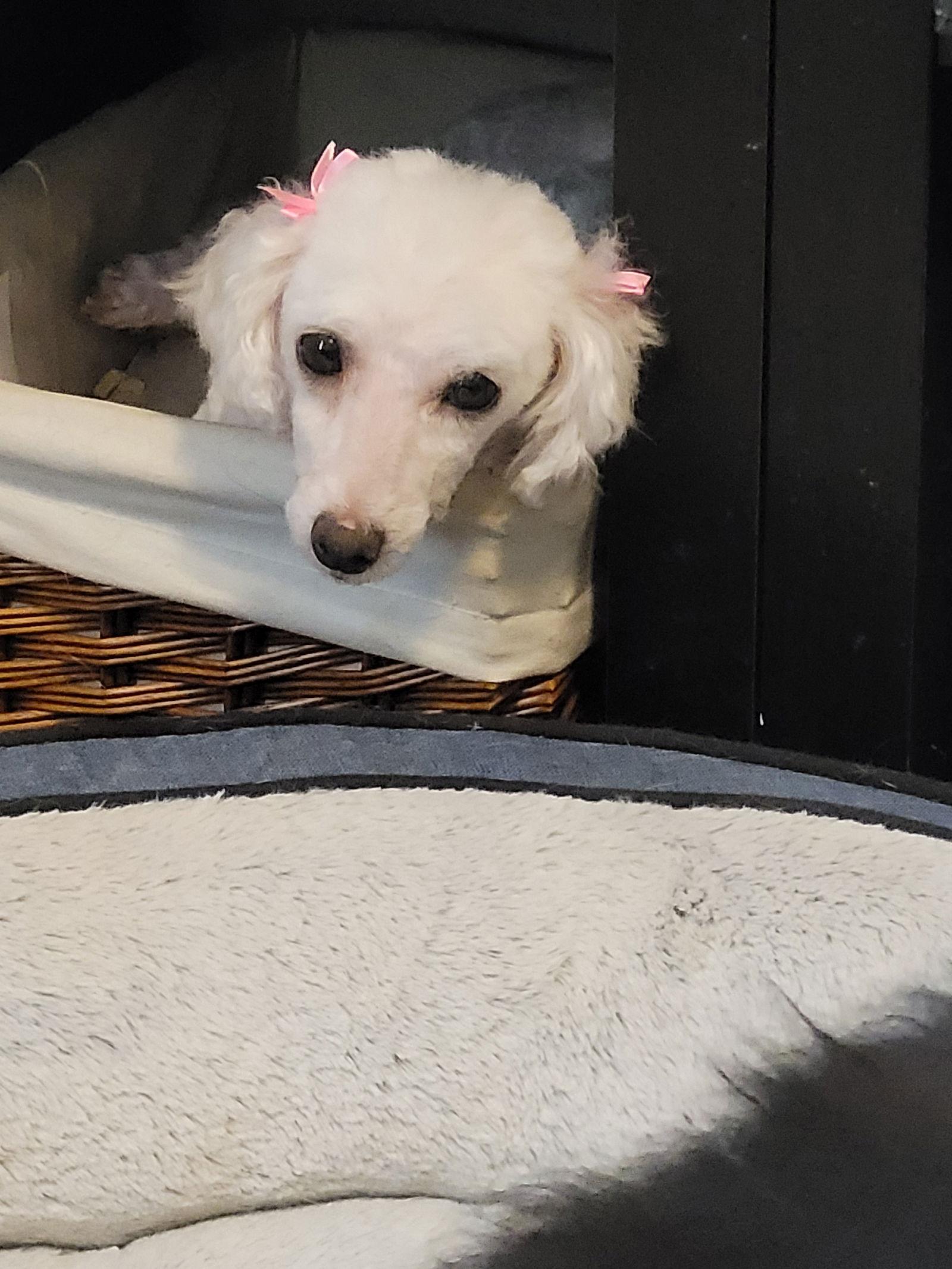 Enlarge Pippy, a Adopted Poodle in Etobicoke, ON image 2/3