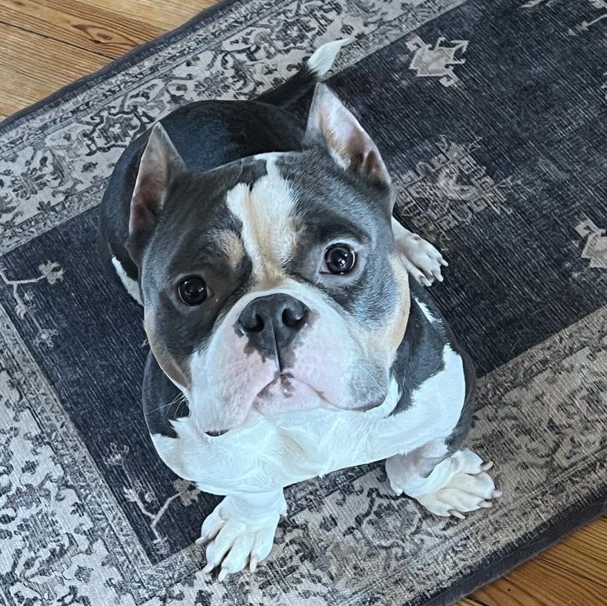 Gloria, adopted, Adult Female American Bully.