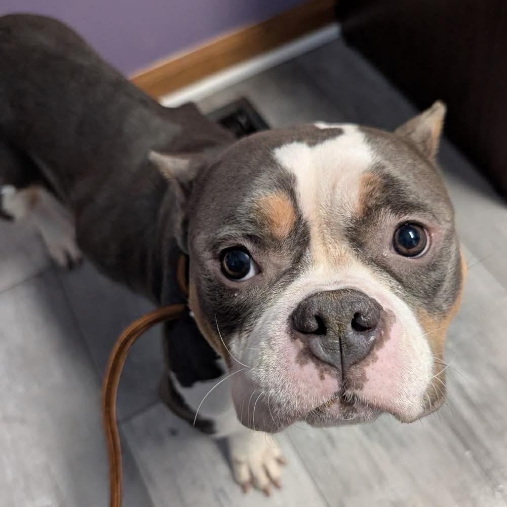 Gloria, an adopted mixed breed in hilton, NY image 5/5