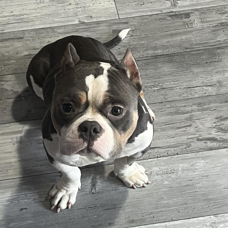 Gloria, an adopted mixed breed in hilton, NY image 4/5