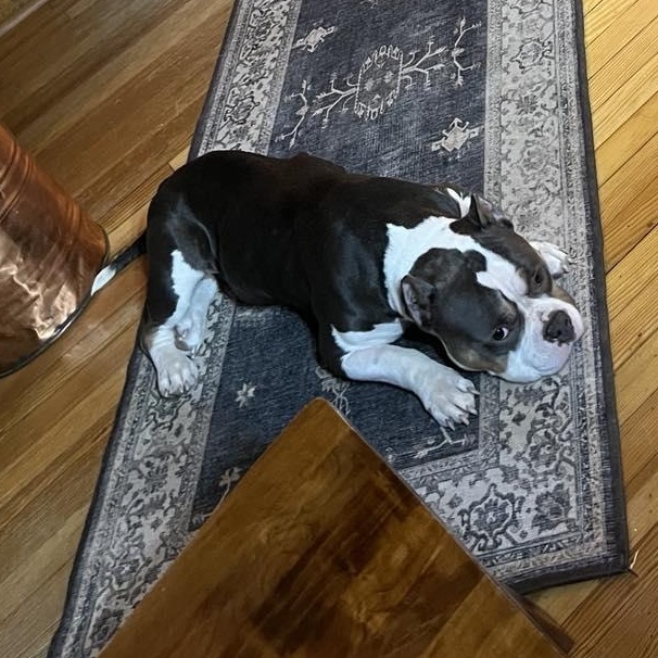 Gloria, an adopted mixed breed in hilton, NY image 2/5