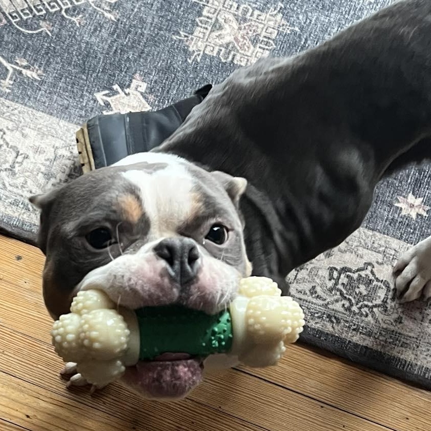 Gloria, an adopted mixed breed in hilton, NY image 3/5