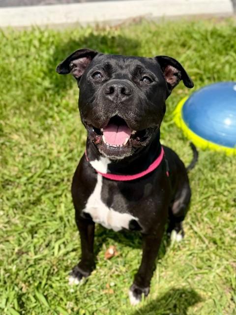 JET, Adoptable, Adult Male Terrier & Mixed Breed.
