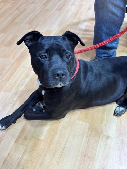 JET, Adoptable, Adult Male Terrier & Mixed Breed.