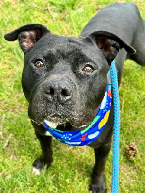 JET, Adoptable, Adult Male Terrier & Mixed Breed.
