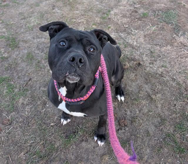 Enlarge JET, a Adoptable mixed breed in Olivette, MO image 1/1