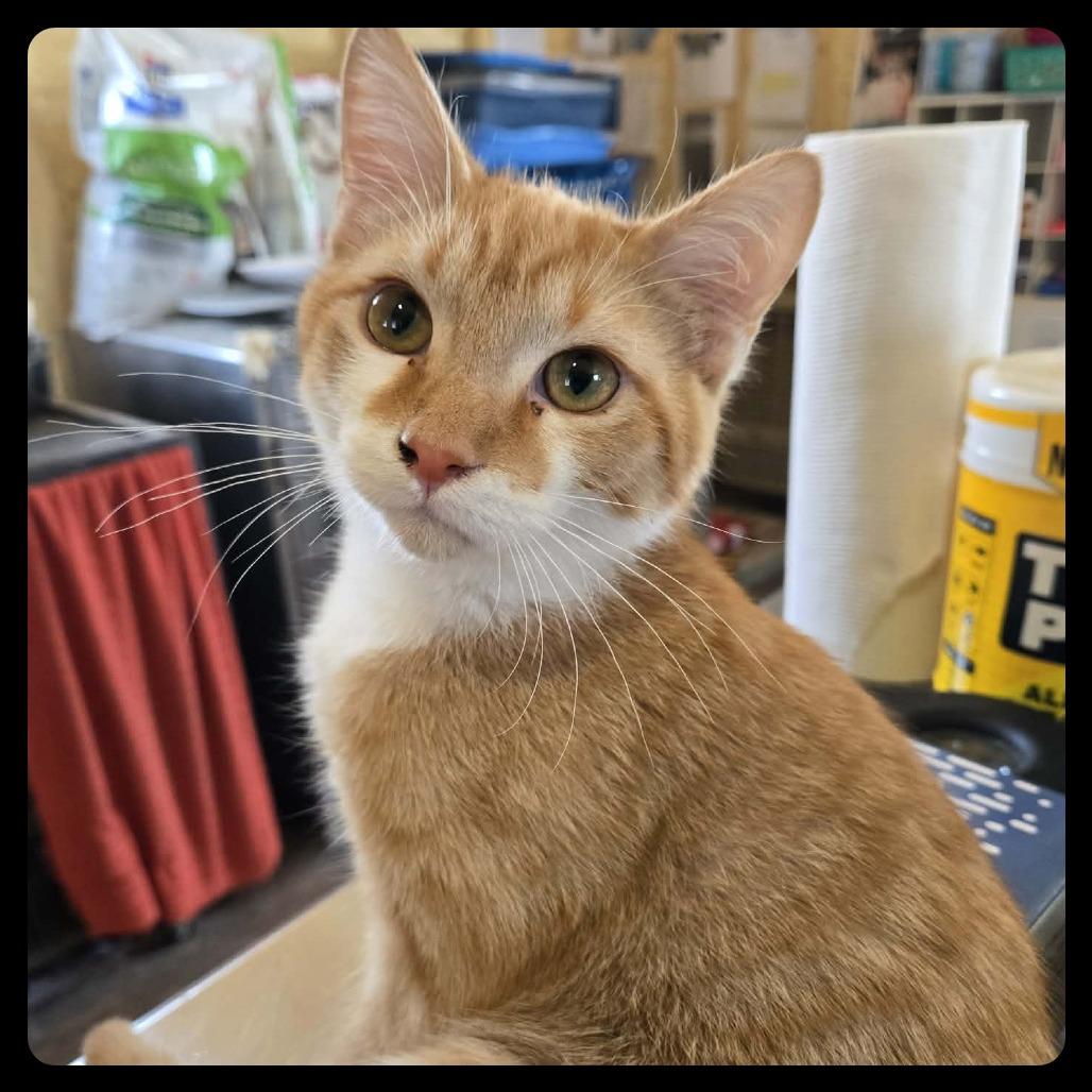 Toebias (Toeby), Adoptable, Young Male Domestic Short Hair & Extra-Toes Cat / Hemingway Polydactyl.