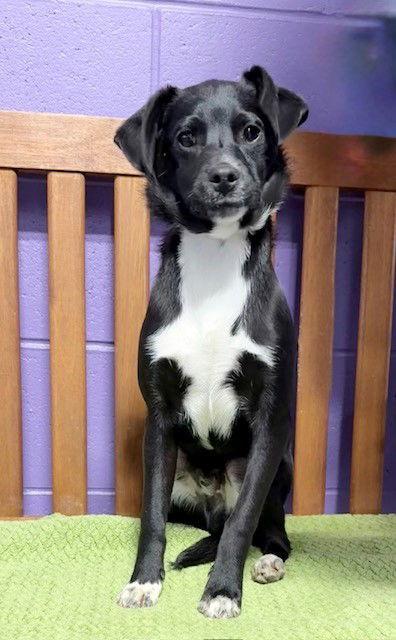 **WILEY**, Adoptable, Puppy Male Labrador Retriever & Dachshund.