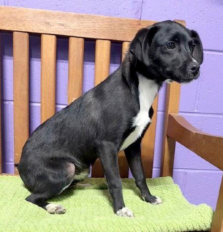 Enlarge **WILEY**, a Adoptable mixed breed in North Prairie, WI image 2/3