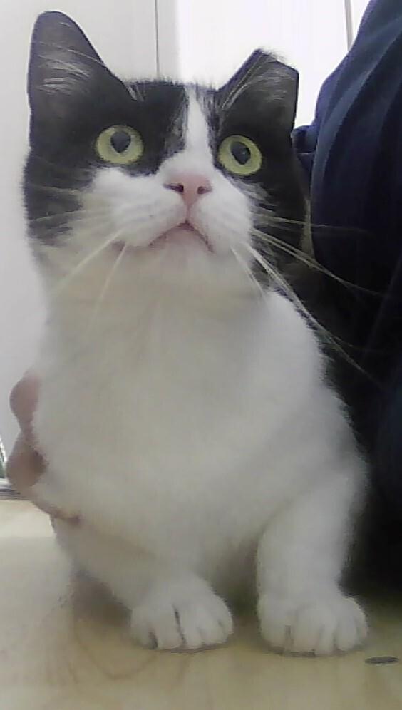 Georgia, Adoptable, Adult Female Domestic Short Hair.