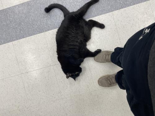 Enlarge Antonio, a Adoptable Domestic Short Hair in Webster, MA image 1/2