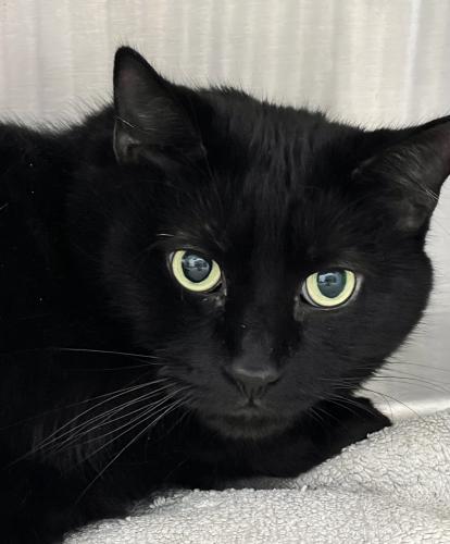 Enlarge Antonio, a Adoptable Domestic Short Hair in Webster, MA image 2/2