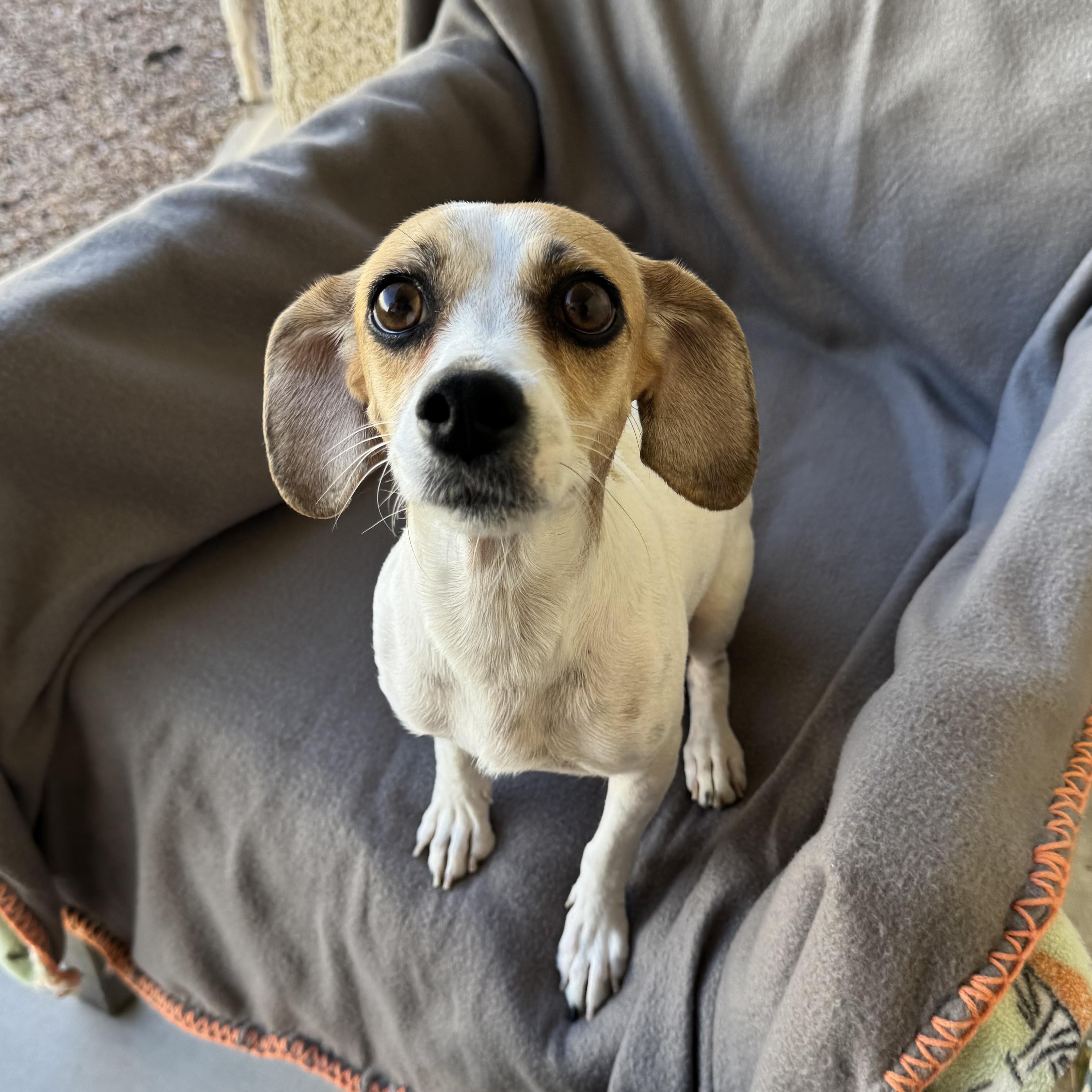 Gemma, Adoptable, Adult Female Beagle.