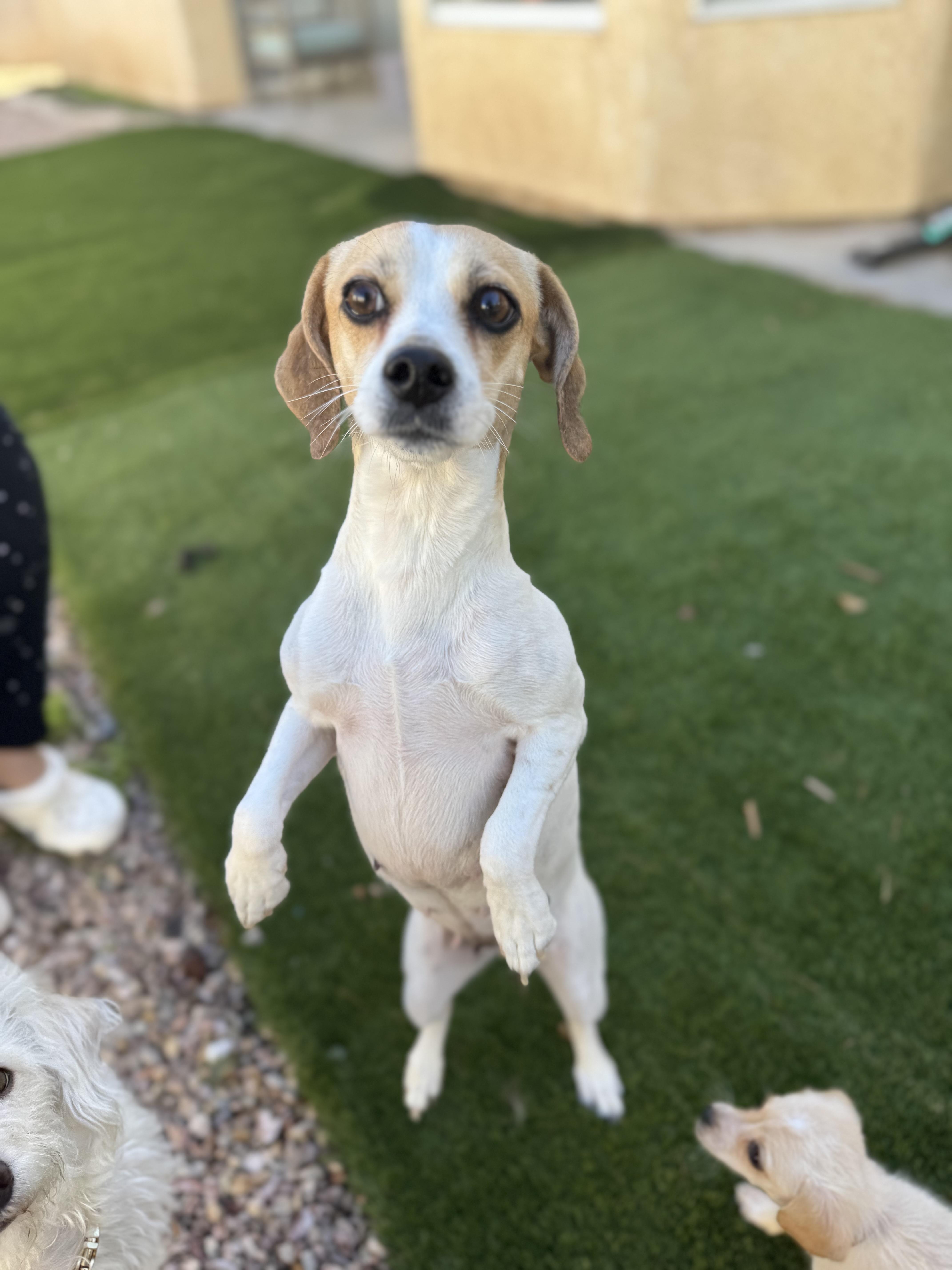 Enlarge Gemma, a Adoptable mixed breed in Henderson, NV image 5/5